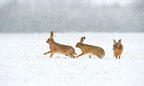 Brown hare (Lepus europaeus) two males chasing female in snow covered field during a blizzard. Derbyshire, England, UK, February. Winner of British Seasons category of BWPA competition 2014.