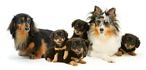 Sheltie  and  Dachshund dogs with their puppies.