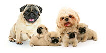 Pug x Shih-tzu (Pugzu) cross puppies with parents.