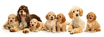 Cocker spaniel x poodle (Cockapoo) cross puppies resting with parents.