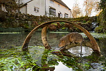 Water Vole (Arvicola amphibius / terrestris) on old pump wheel, East Mailing, Kent, UK, February 2014. Highly commended in the Urban Wildlife Category of the BWPA competitions 2014.
