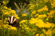 Badger (Meles meles) sub-adult badger among some ragwort, Derbyshire, England, UK, July. Highly commended in the Habitat category of the BWPA competition 2014.