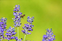 European honey bee (Apis mellifera) in flight, feeding on Lavender (Lavandula sp). Monmouthshire, Wales, UK, July.