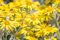 European honey bee (Apis mellifera) in flight, feeding on flowers (Brachyglottis sp). Monmouthshire, Wales, UK, June.
