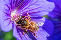 European honey bee (Apis mellifera) feeding on flower (Geranium sp). Monmouthshire, Wales, UK, June.