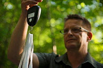 Dr. Norbert Kenntner weighing a goshawk (Accipiter gentilis) nestling during research for his urban goshawk colour ringing project. Berlin, Germany, June 2014. Nominated in the Melvita Nature Images A...