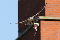 Peregrine falcon (Falco peregrinus), juvenile in flight with remains of feral pigeon. Bristol, UK. July.