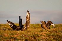 Great skuas or 'bonxies' (Stercorarius skua / Catharacta skua) fighting over territory. Handa Island, Scotland, UK. June.