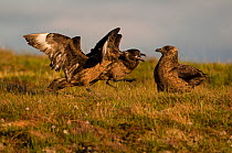 Great skuas or 'bonxies' (Stercorarius skua / Catharacta skua) fighting over territory. Handa Island, Scotland, UK. June.