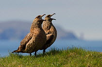 Great skua or 'bonxie' (Stercorarius skua / Catharacta skua) pair bonding and calling in defence of territory. Handa Island, Scotland, UK. June.
