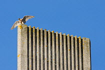 Peregrine falcon (Falco peregrinus) on top of modern cathedral spire with wings spread. Bristol, UK. September.