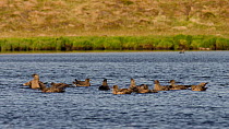 Great skua or 'bonxie' (Stercorarius skua / Catharacta skua) group on water. Handa Island, Scotland, UK. June.