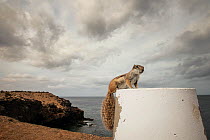 Barbary ground squirrel (Atlantoxerus getulus). Fuerteventura, Canary Islands, Spain. April.