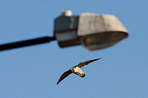 Peregrine falcon (Falco peregrinus), female in flight with street-lamp in foreground. Bristol, UK. January.