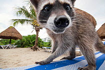 Raccoon (Procyon lotor) foraging on beach for food left behind by tourists. Akumal, Riviera Maya, Yucatan, Mexico. September.