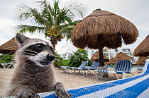 Raccoon (Procyon lotor) foraging on beach for food left behind by tourists. Akumal, Riviera Maya, Yucatan, Mexico. September.