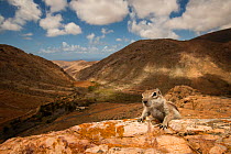 Barbary ground squirrel (Atlantoxerus getulus) in arid mountain habitat. Fuerteventura, Canary Islands, Spain. April.