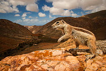 Barbary ground squirrel (Atlantoxerus getulus) in arid mountain habitat. Fuerteventura, Canary Islands, Spain. April.