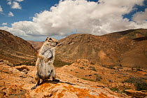 Barbary ground squirrel (Atlantoxerus getulus) in arid mountain habitat. Fuerteventura, Canary Islands, Spain. April.