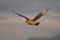 Great skua or 'bonxie' (Stercorarius skua / Catharacta skua) calling in flight. Handa Island, Scotland, UK. June.