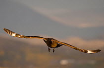 Great skua or 'bonxie' (Stercorarius skua / Catharacta skua) in flight. Handa Island, Scotland, UK. June.