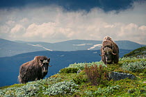 Muskoxen (Ovibos moschatus) with mountains in background. Dovrefjell, Norway. July.