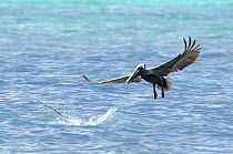 Houndfish (Tylosurus crocodilus) leaping from water after being disturbed by plunge-diving brown pelican (Pelecanus occidentalis). Cenote Manati, Riviera Maya, Yucatan, Mexico. September.