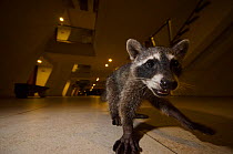 Raccoon (Procyon lotor) in hotel, foraging for food left by tourists. Akumal, Riviera Maya, Yucatan, Mexico. September.