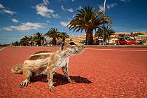 Barbary ground squirrel (Atlantoxerus getulus) on beach-side promenade. Fuerteventura, Canary Islands, Spain. April.
