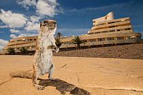 Barbary ground squirrel (Atlantoxerus getulus) outside hotel. Fuerteventura, Canary Islands, Spain. April.