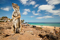Barbary ground squirrel (Atlantoxerus getulus) outside beach-side resort. Fuerteventura, Canary Islands, Spain. April.