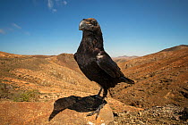 Common raven (Corvus corax), known locally as 'Geronimo'. Fuerteventura, Canary Islands, Spain. April.