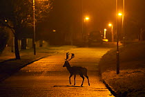 Fallow deer (Dama dama) buck crossing road under street lights. London, UK. January.