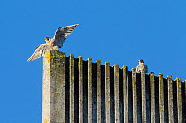 Peregrine falcon (Falco peregrinus) pair on top of modern cathedral spire. Bristol, UK. October.