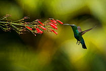 Green-throated carib (Eulampis holosericeus) in flight, feeding on nectar. Anse Chastanet, Saint Lucia.