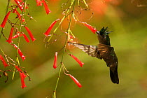 Antillean crested hummingbird (Orthorhyncus cristatus) in flight. Anse Chastenet, Saint Lucia.