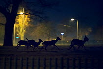 Fallow deer (Dama dama) running across urban park. London, UK. January.