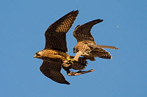 Peregrine falcons (Falco peregrinus), juvenile female and male in flight, fighting over prey. Bristol, UK. June.