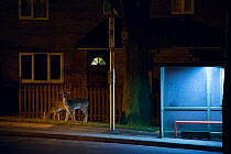 Fallow deer (Dama dama) feeding next to bus stop. London, UK. January.