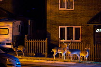Fallow deer (Dama dama) on pavement in front of houses. London, UK. January.