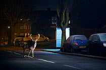 Fallow deer (Dama dama) buck crossing road in front of bus stop. London, UK. January.