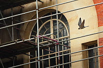 Peregrine falcon (Falco peregrinus), adult in flight in front of building and scaffolding. Bristol, UK. May.