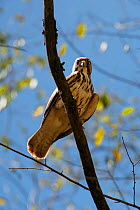 Broad-winged hawk (Buteo platypterus) juvenile. Anse Mamin, Saint Lucia.