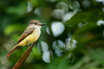 Lesser Antillean flycatcher (Myiarchus oberi). Bouton, Saint Lucia.