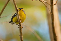 Saint Lucia warbler (Setophaga delicata). Endemic. Anse Mamin, Saint Lucia.