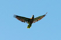 Saint Lucia parrot or 'Jacquot' (Amazona versicolor) in flight. Bouton, Saint Lucia.