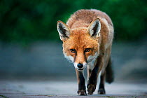 Urban Red fox (Vulpes vulpes), adult male (dog). Bristol, UK. August.