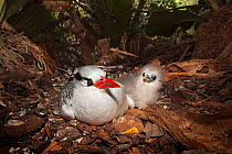 Red-billed tropicbird (Phaethon aethereus) and chick at nest. Little Tobago, Trinidad and Tobago.