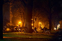 Fallow deer (Dama dama) feeding beside parked cars. London, UK. January.