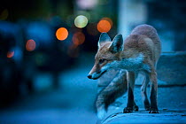 Young urban Red fox (Vulpes vulpes) with street lights behind. Bristol, UK. August.